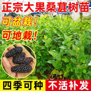 桑葚树苗嫁接四季桑树树苗无籽养蚕果苗台湾长果桑葚子苗当年结果