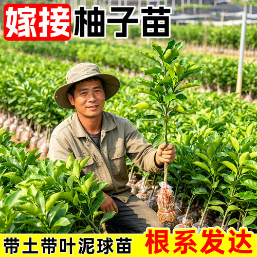 广西容县沙田柚子树苗木嫁接红心蜜柚庭院南北方种植盆地栽果树苗