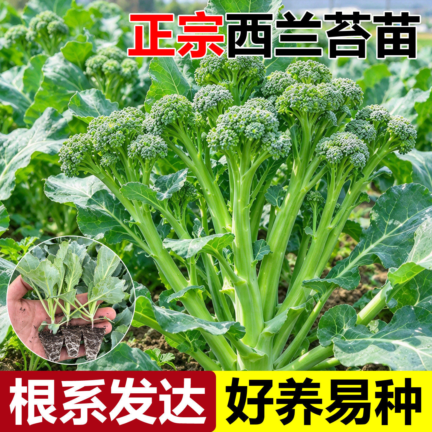 甜杆西兰苔菜苗秧苗西蓝花西洋芥兰种籽芥蓝菜苔庭院阳台种植耐寒