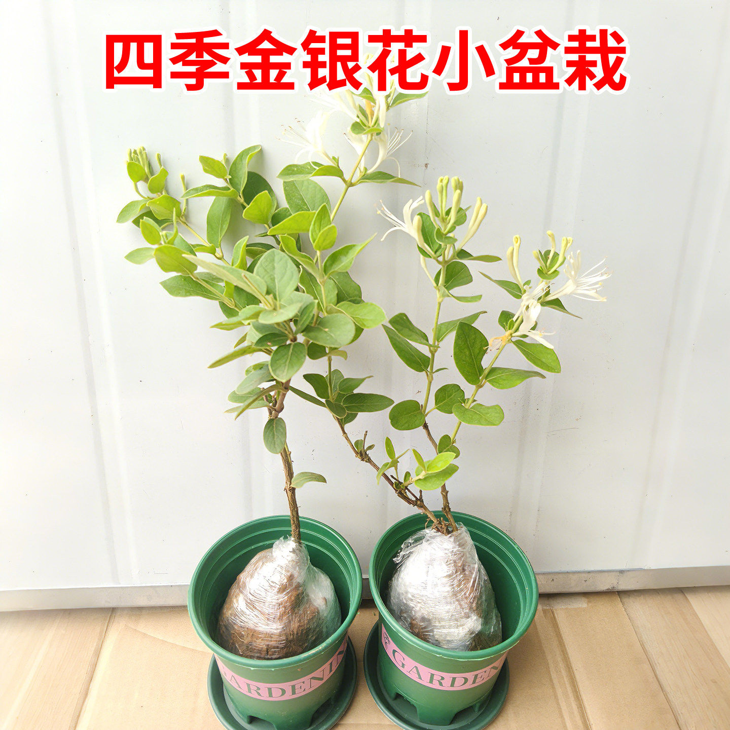 四季金银花树苗可盆栽地栽爬藤当年开花食用药耐寒花卉南北可种植
