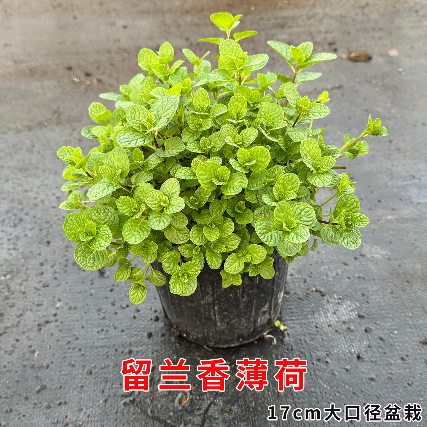 留兰香薄荷可食用多年生香草绿植物盆栽绿薄荷泡水涮火锅基地直发