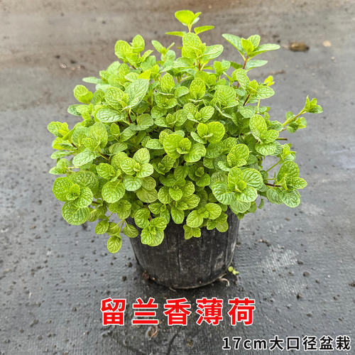 留兰香薄荷可食用多年生香草绿植物盆栽绿薄荷泡水涮火锅基地直发