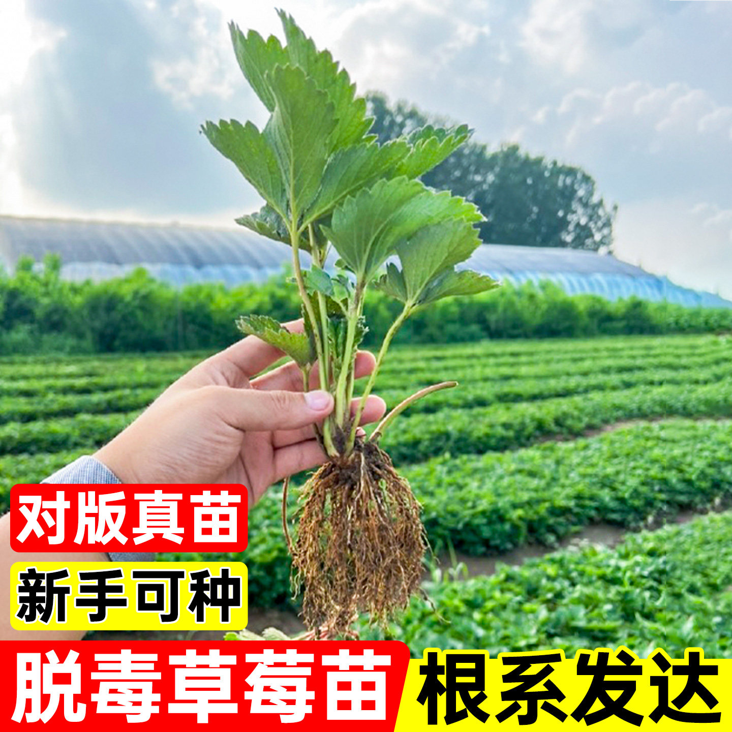 红颜奶油草莓苗盆栽四季草莓秧室内阳台种植庭院蔬果带叶基地直发
