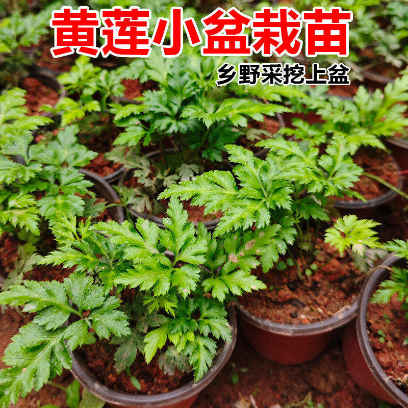 鸡爪黄连药材黄连带土带盆阳台绿植盆栽庭院种植苗正宗黄连药材苗