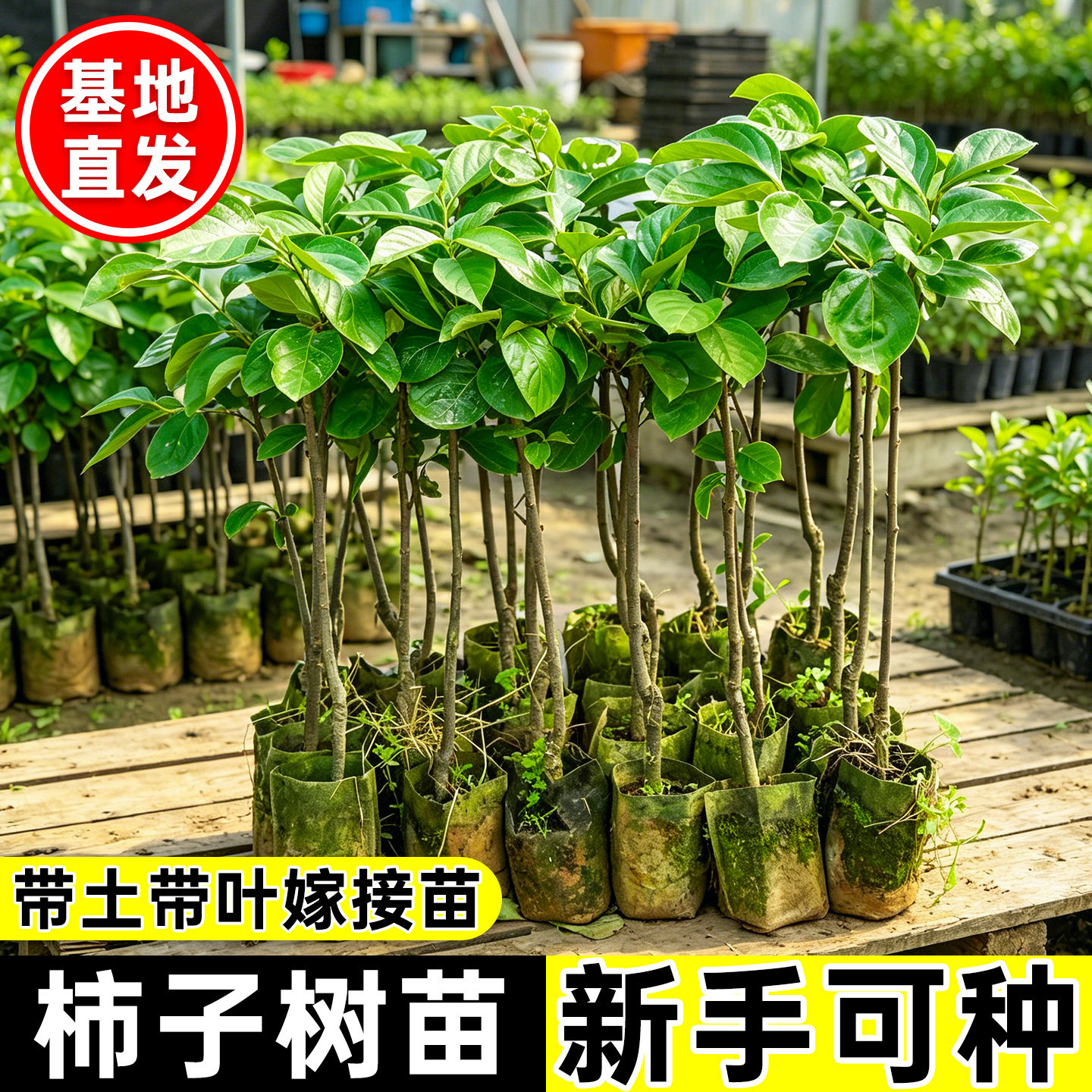 甜脆柿子树苗带土带叶包成活