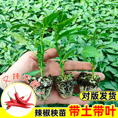 朝天椒苗美人椒小米椒苗指天椒杭椒高产蔬菜苗辣椒苗四季阳台盆栽