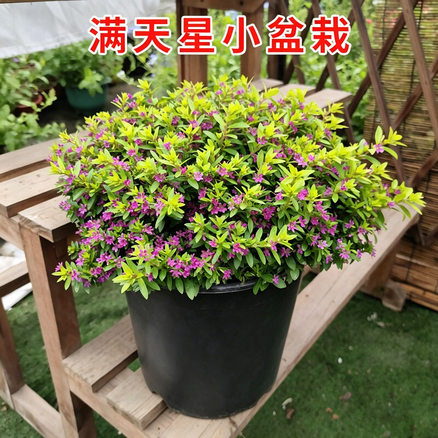 满天星盆栽金叶满天星花苗耐热阳台庭院种植花卉观花植物基地直发