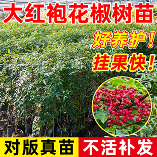 正宗九叶青花椒树苗藤椒苗绿花椒麻椒苗大红袍花椒食用苗地栽耐寒