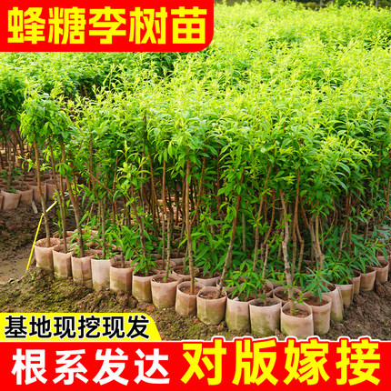 正宗蜂糖李子树苗嫁接李子树苗盆栽地栽青脆李子苗营养杯苗李子树