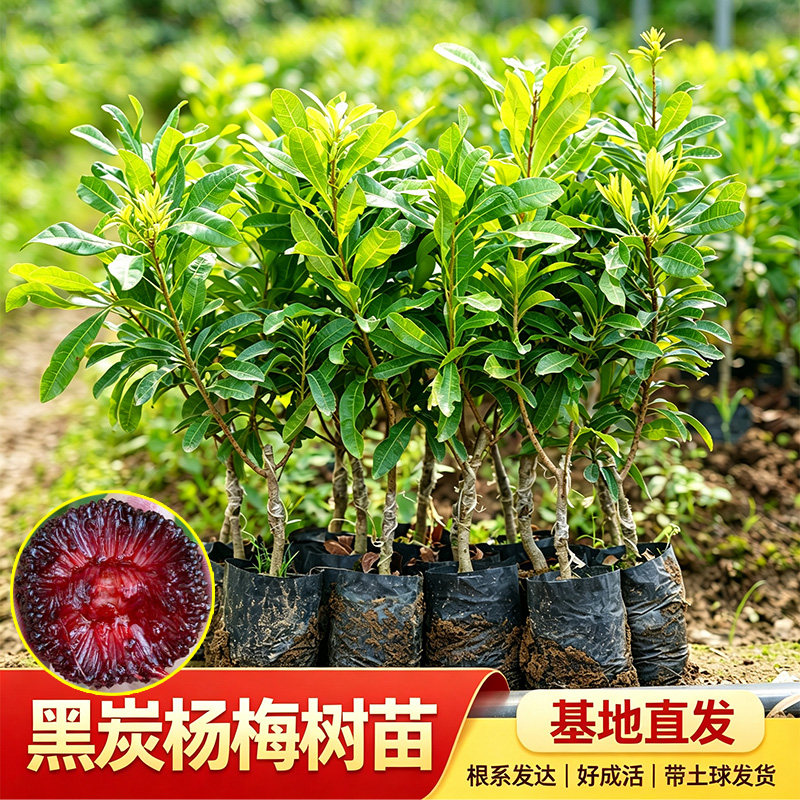 正宗黑炭杨梅树大树苗东魁特大杨梅嫁接果树苗庭院南北方四季种植