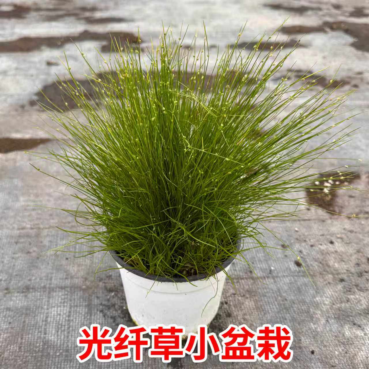 光纤草多年生地被植物盆栽克拉香草画眉菅垂枝细莞阳台观赏易种植