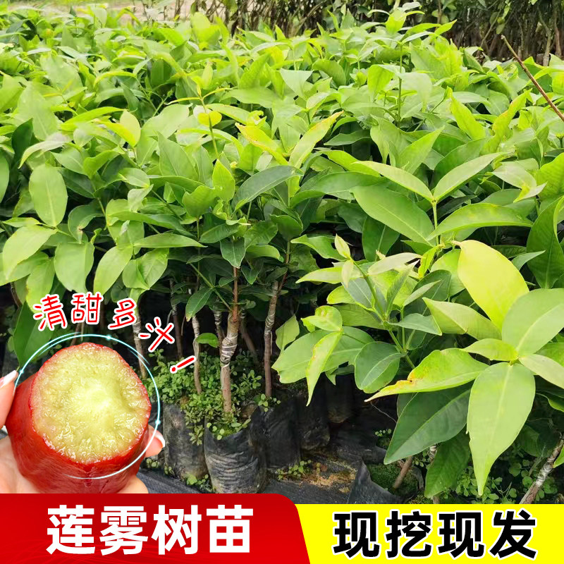 黑金刚莲雾树苗黑糖芭比台湾嫁接四季新品种南方果树庭院地栽带叶