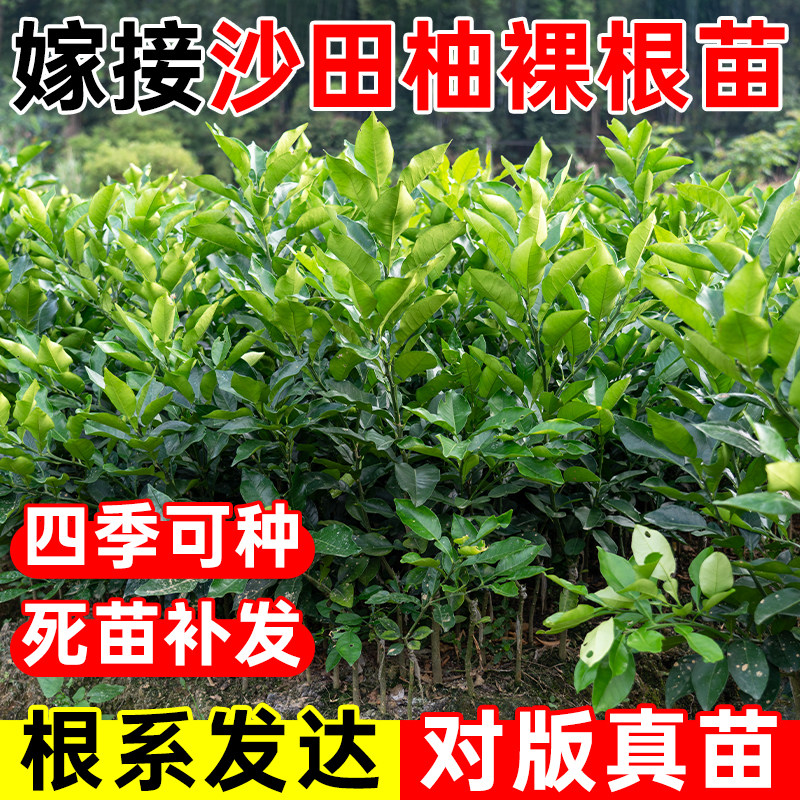嫁接沙田柚裸根苗四季可种根系发达品种对版红心蜜柚裸根苗现挖