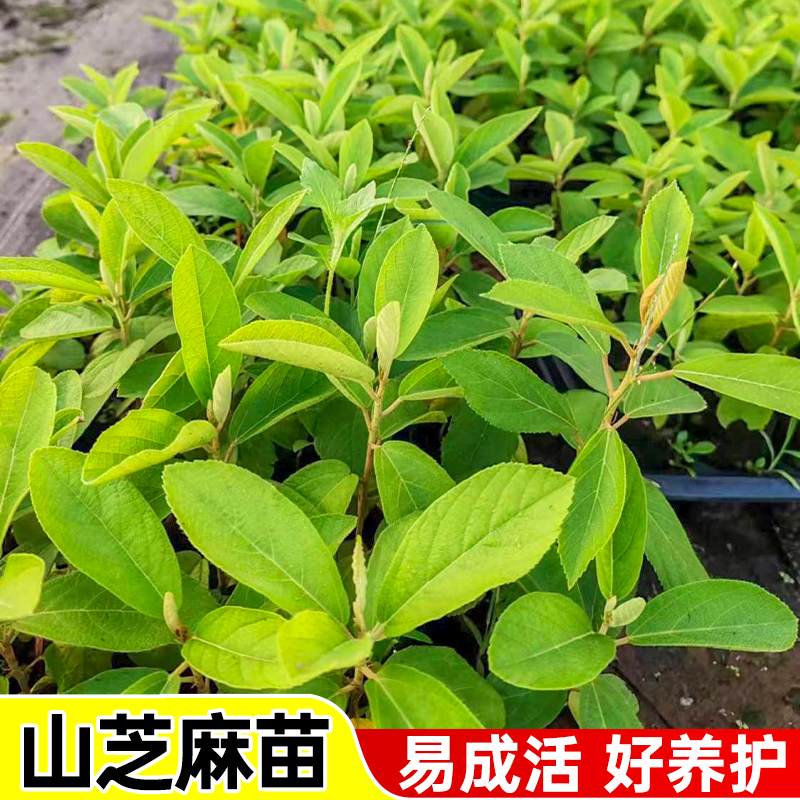 山芝麻种苗乡野散风止咳山油麻