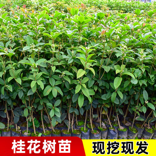 正宗桂花树苗大树金桂盆栽金桂四季桂花香地栽小苗各种庭院阳台