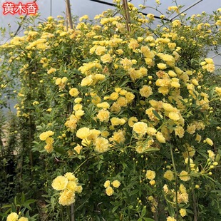 木香花苗爬藤植物带花黄白色盆栽庭院攀援藤本浓绿植黄木香