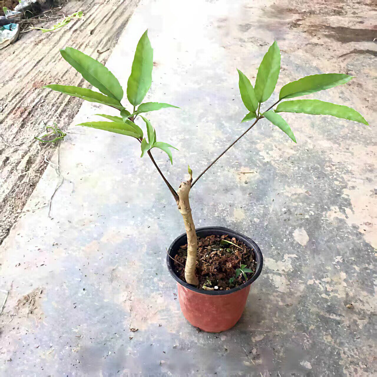 鸭脚木单杆盆栽招财绿元宝