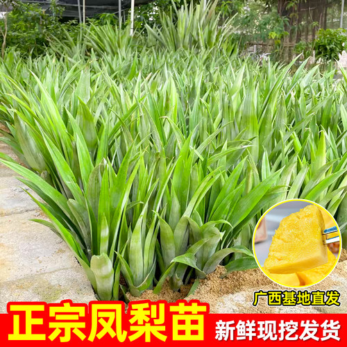 金钻凤梨苗正宗地菠萝苗
