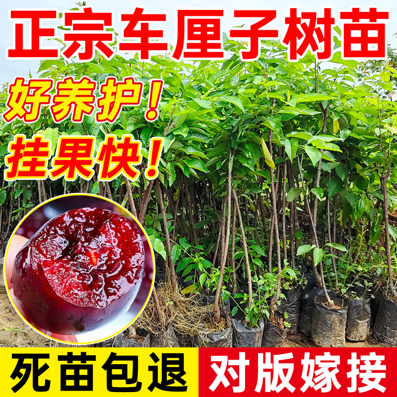 车厘子树苗樱桃树智利车厘子