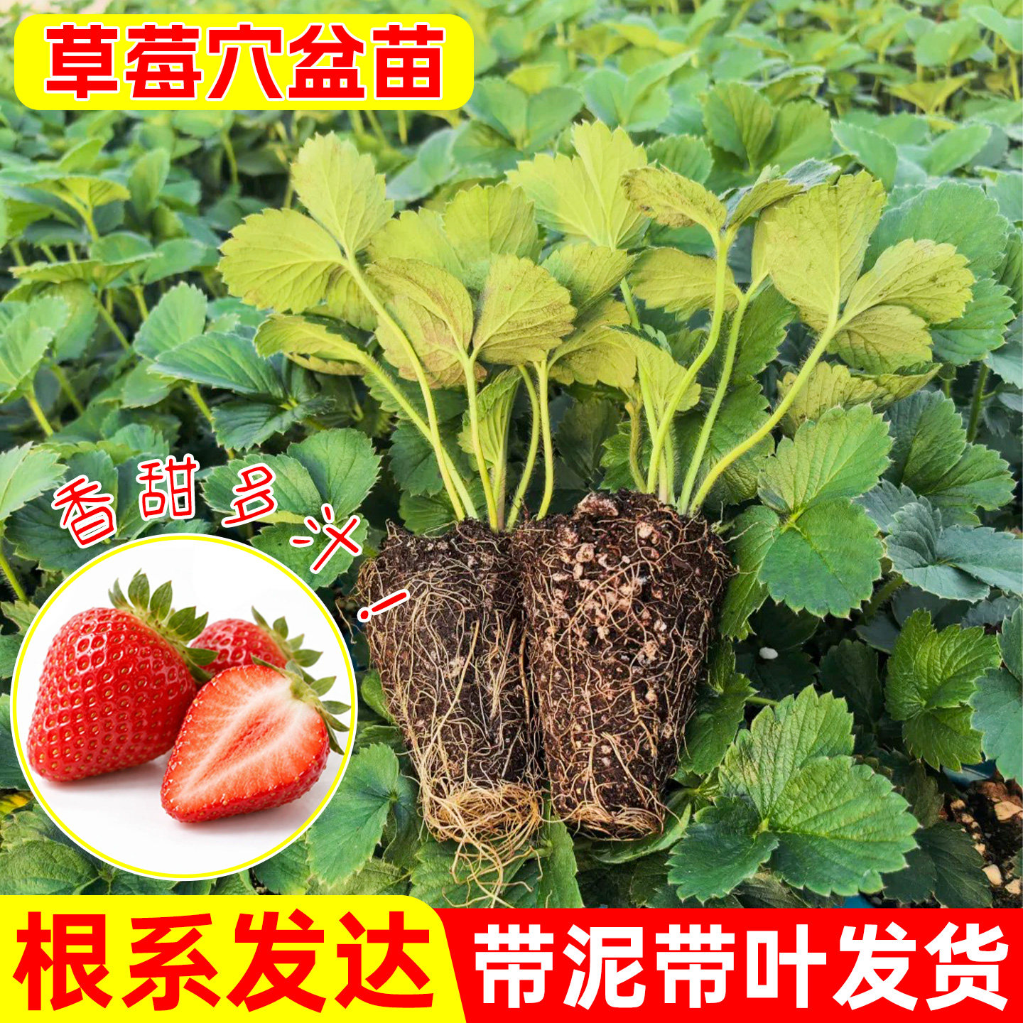 奶油草莓苗阳台盆栽红颜粉玉草莓秧苗南北方家庭阳台种植庭院蔬果