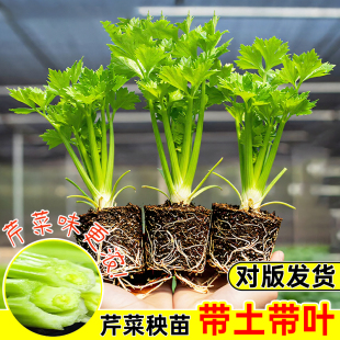 四季小香芹苗芹菜苗实芹皇后西芹山芹幼苗秧苗西芹苗盆栽带土发货