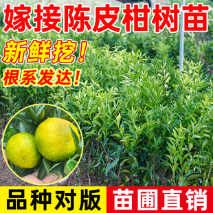 正宗新会陈皮柑树苗茶枝小青柑桔子制普洱茶柑嫁接四会柑嫁接果苗