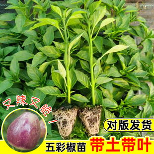 广西五彩椒苗泡椒苗阳台盆栽苗带土五彩椒辣椒苗四季种植灯笼椒苗