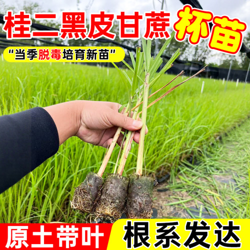 甘蔗组培杯苗四季高产南北可种