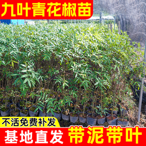 花椒树苗九叶青花椒苗麻椒苗盆栽四季种植南北方耐旱大红袍花椒苗