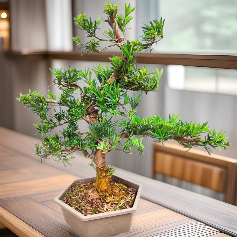罗汉松盆景树苗树桩造型树迎客松室内盆栽绿植雀舌罗汉松球形盆栽