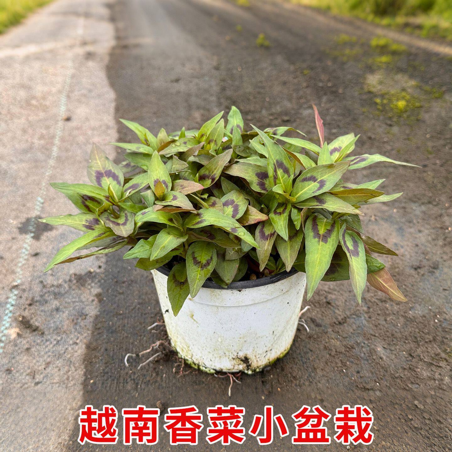 越南香菜盆栽苗叻沙叶越南芫荽香蓼香柳菜可食用香草植物摆盘装饰