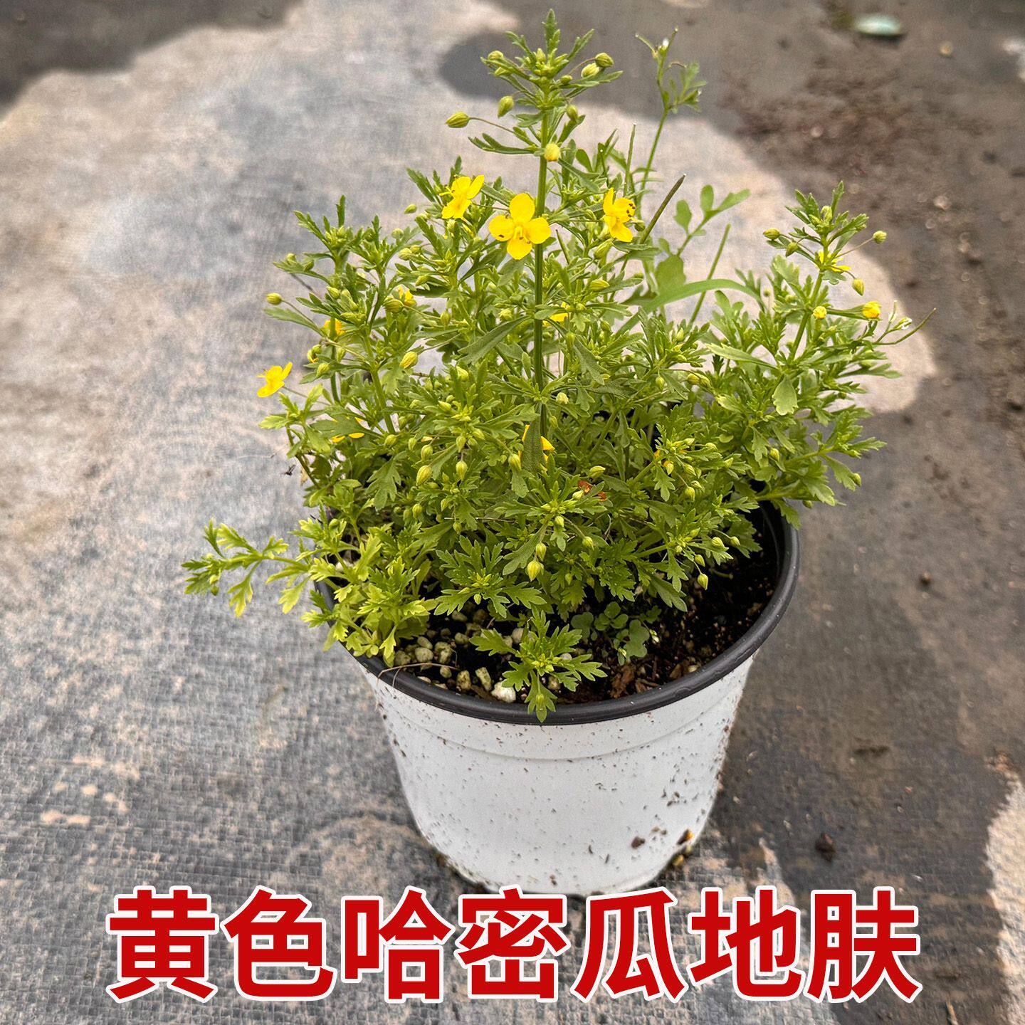 黄色哈密瓜地肤香草芳香地肤好养多年生花期长黄哈密瓜中草药绿植