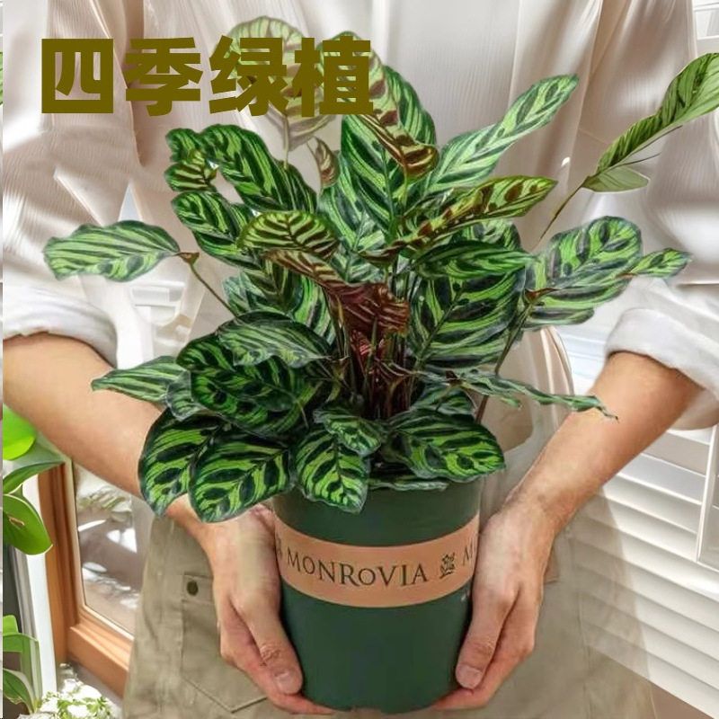 孔雀竹芋彩叶竹芋四季常青净化空气清除甲醛室内办公室盆栽好养活