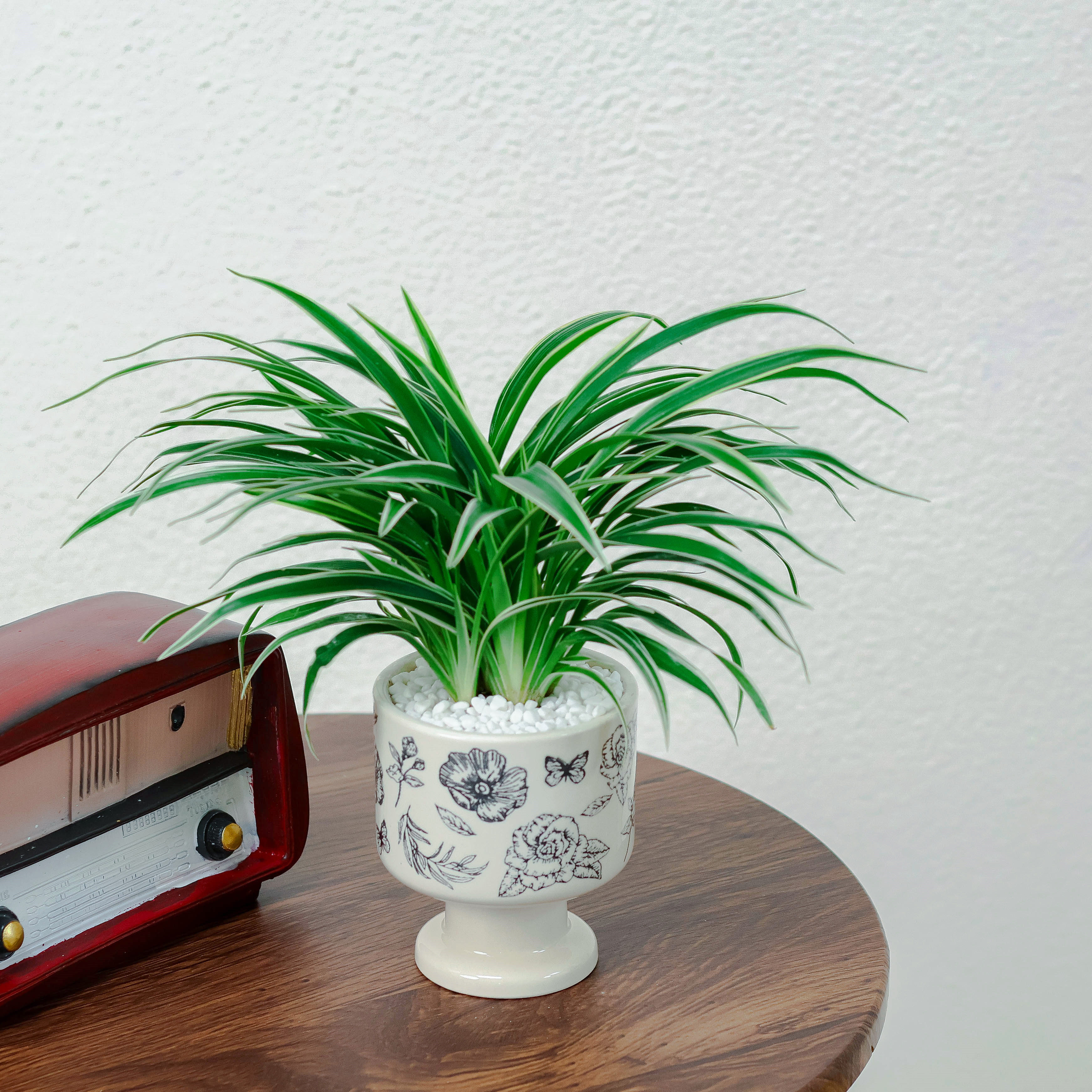 金边麦冬盆栽绿植室内办公客厅观赏小盆景茶几玉龙草植物摆件好养
