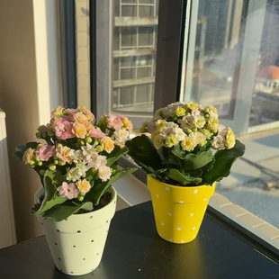 长寿花盆栽四季好养开花重瓣变色龙大花带花苞花苗室内花卉绿植物