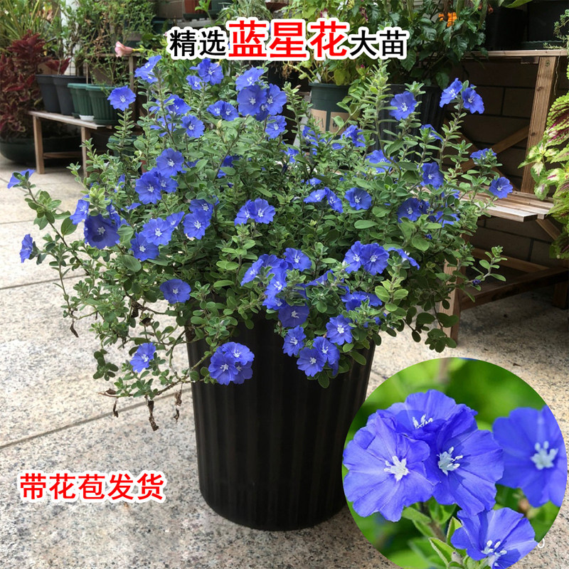 蓝星花苗盆栽带花苞室内外绿植庭院阳台耐晒耐热植物可垂吊蓝色花
