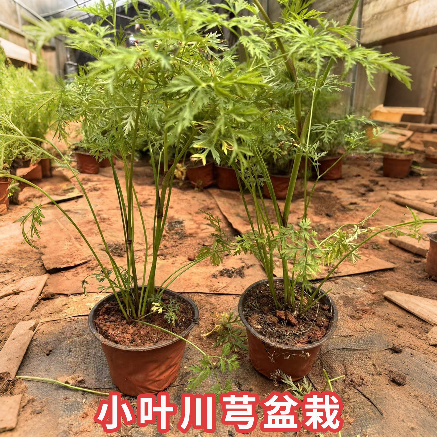 四川红杆川芎带根可食用盆栽