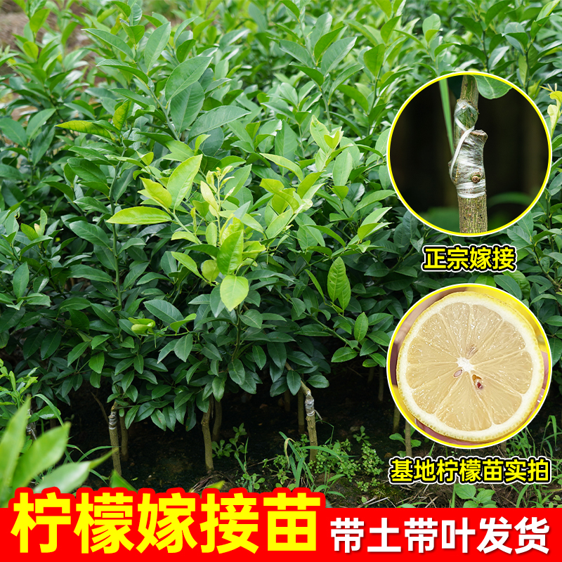 柠檬树苗广东香水柠檬无籽青柠檬尤克力黄柠檬苗室内外盆栽南北种