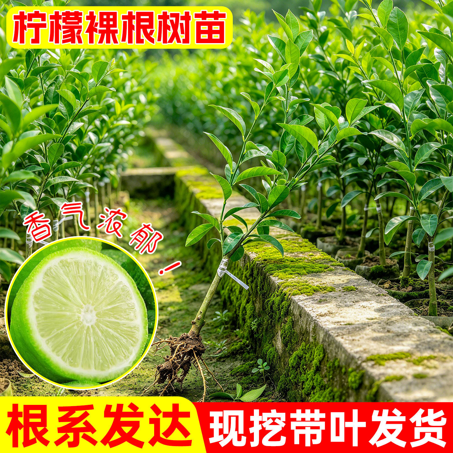 正宗香水柠檬嫁接果树苗广东香水柠檬果苗裸根苗根系发达庭院种植