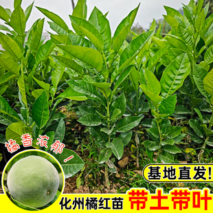 正宗化州橘红树苗正毛嫁接黄龙密叶正品橘红树苗南方种植地栽盆栽