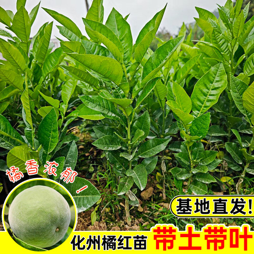 品种常绿正毛嫁接化州橘红树苗