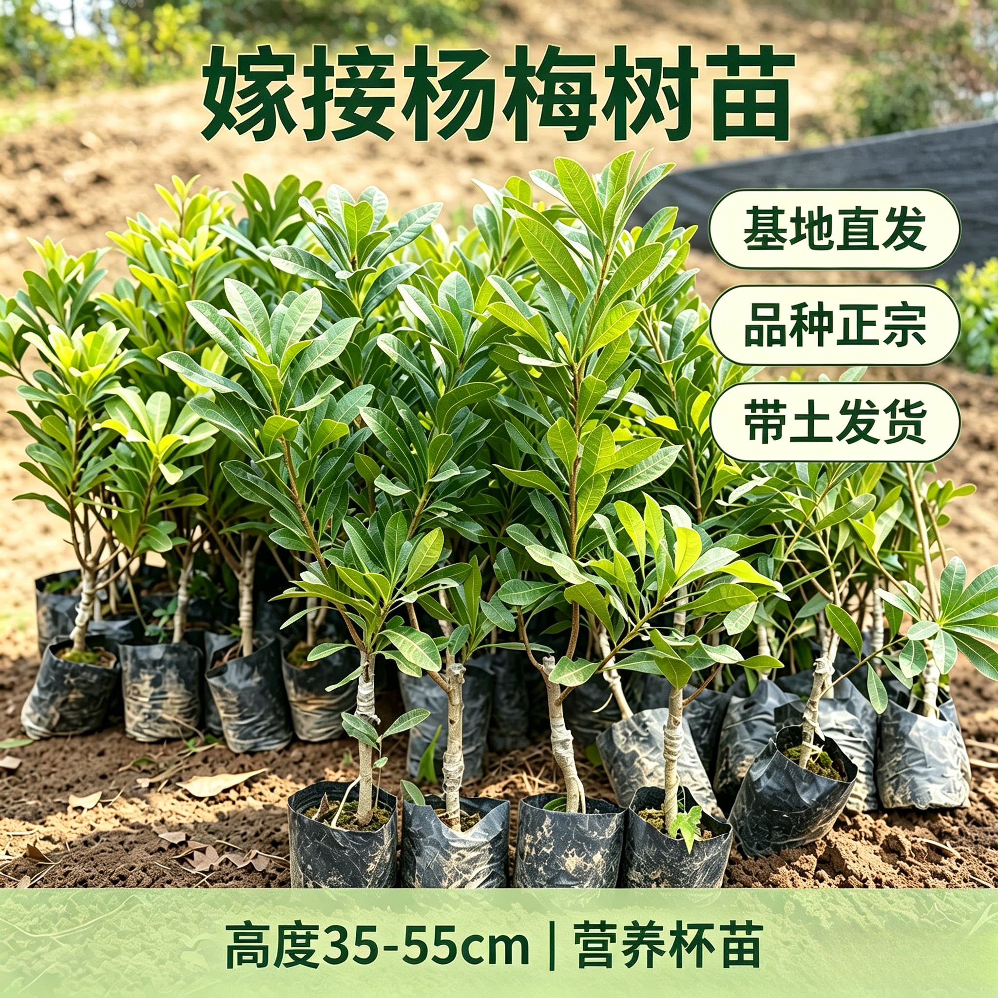 嫁接东魁杨梅树苗南方水晶杨梅果树早熟原土黑炭杨梅果苖当年结果