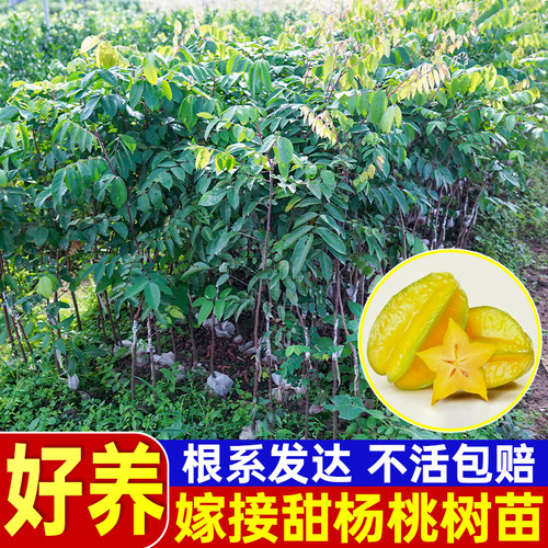 甜杨桃树苗果树结果四季甜杨桃