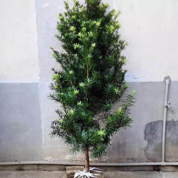 罗汉松树苗大树雀舌盆景大型庭院楼顶树观叶四季常青趣味造型大树