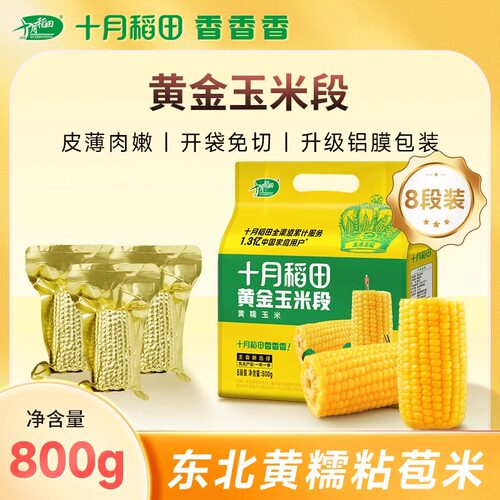 新玉米黄金玉米段十月稻田
