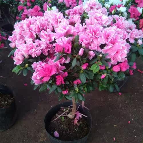 办公室木本植物多少钱 办公室木本植物价格 小麦优选