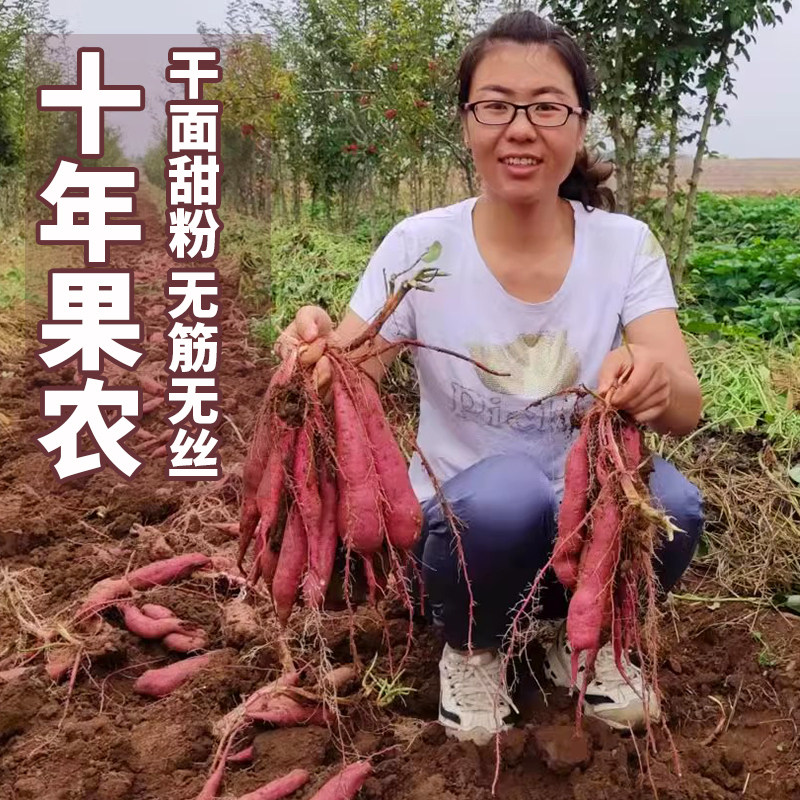 陕西正宗板栗红薯新鲜农家地瓜番番薯