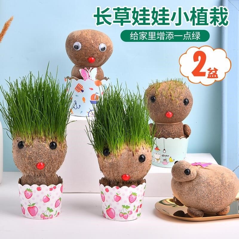 绿植长草盆栽娃娃桌面植物小草人娃娃办公室种植摆件