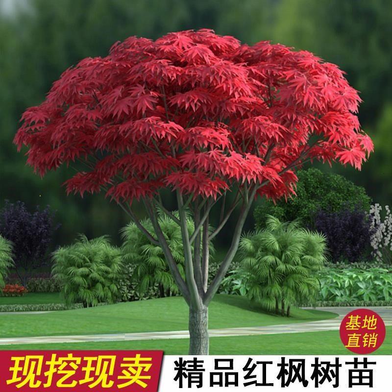 四季红枫树苗庭院绿化原生