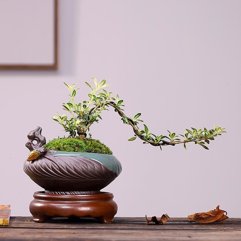 小叶福建茶老桩绿植盆景悬崖六月雪提根盆栽黄杨常青植物造型树苗